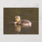 Canada Goose Gosling Briefkaart (Voorkant)