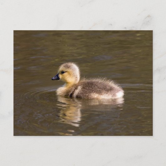 Canada Goose Gosling Briefkaart (Voorkant)