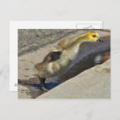 Canada Goose Gosling Briefkaart (Voorkant / Achterkant)