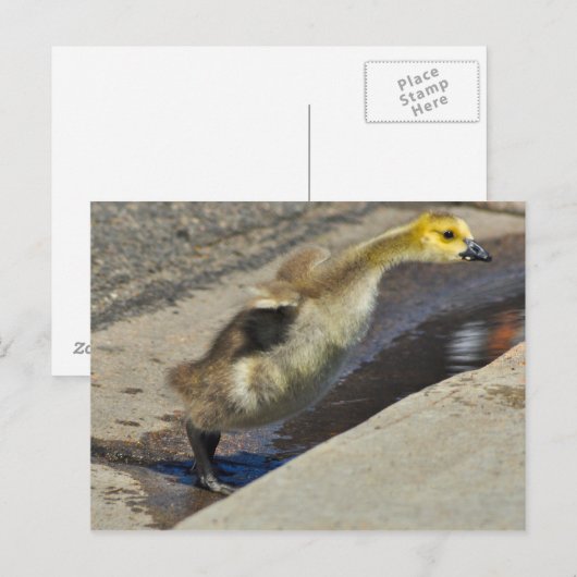Canada Goose Gosling Briefkaart (Voorkant / Achterkant)