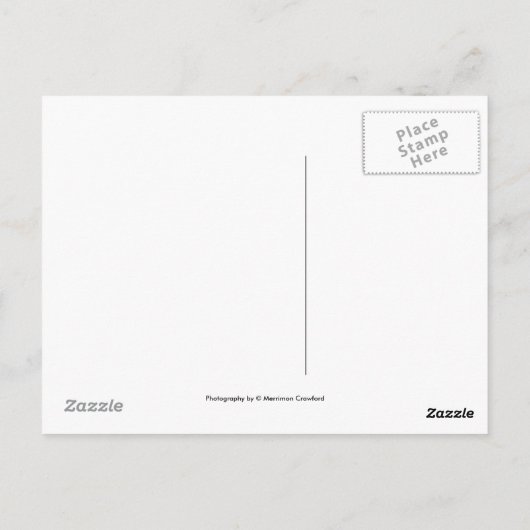 Canada Goose Gosling Briefkaart (Achterkant)