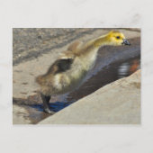 Canada Goose Gosling Briefkaart (Voorkant)
