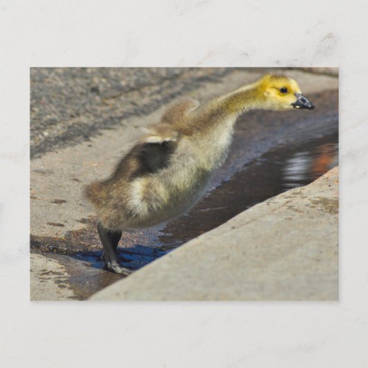 Canada Goose Gosling Briefkaart (Voorkant)