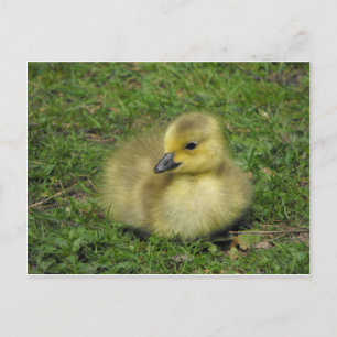 Canada Goose Gosling Feestdagenkaart