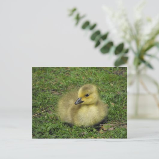 Canada Goose Gosling Feestdagenkaart (Staand voorkant)