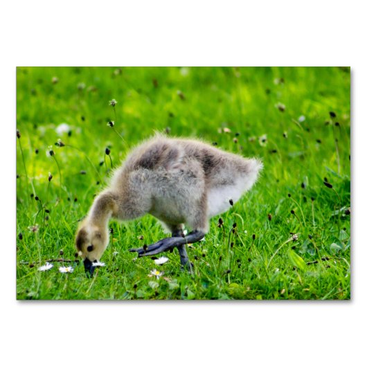 Canada Goose Gosling Kaart (Voorkant)