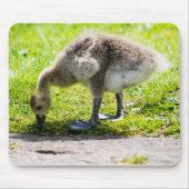 Canada Goose Gosling Muismat (Voorkant)