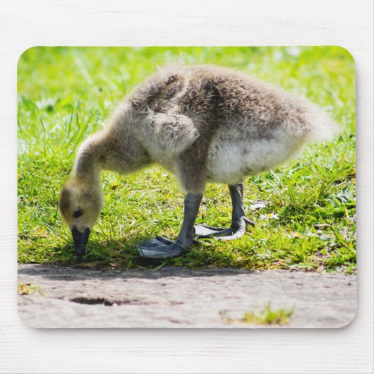 Canada Goose Gosling Muismat (Voorkant)