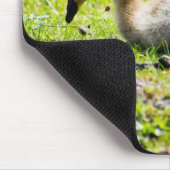 Canada Goose Gosling Muismat (Hoek)