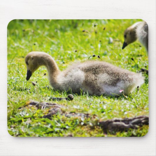 Canada Goose Gosling Muismat (Voorkant)