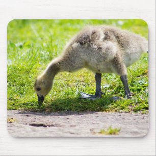 Canada Goose Gosling Muismat