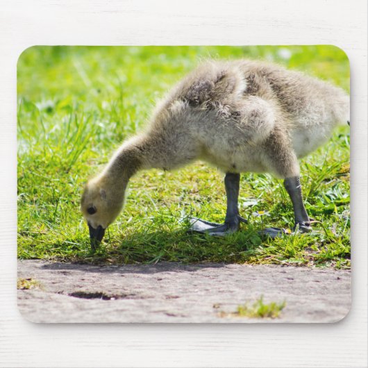 Canada Goose Gosling Muismat (Voorkant)
