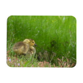 Canada Goose goslings Magneet
