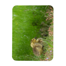 Canada Goose goslings Magneet