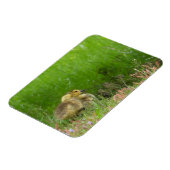 Canada Goose goslings Magneet (Linkerzijde)