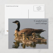 Canada Goose & Goslings Wildlife Series # 17 Briefkaart (Voorkant / Achterkant)