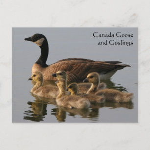 Canada Goose & Goslings Wildlife Series # 17 Briefkaart