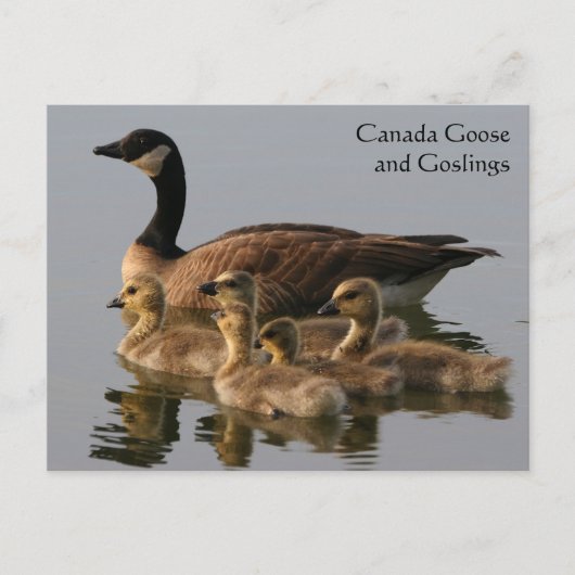 Canada Goose & Goslings Wildlife Series # 17 Briefkaart (Voorkant)