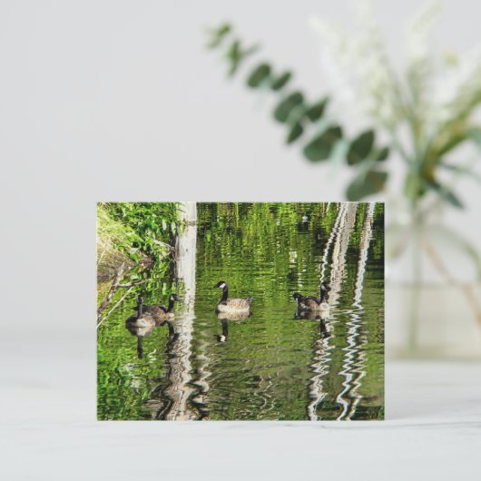 (Canada) Goose Green Briefkaart (Staand voorkant)