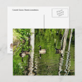 (Canada) Goose Green Briefkaart (Voorkant / Achterkant)