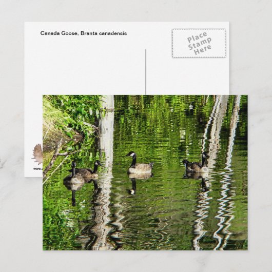 (Canada) Goose Green Briefkaart (Voorkant / Achterkant)