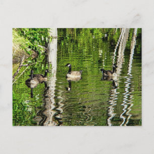 (Canada) Goose Green Briefkaart