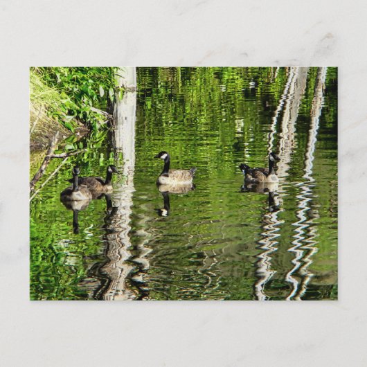 (Canada) Goose Green Briefkaart (Voorkant)