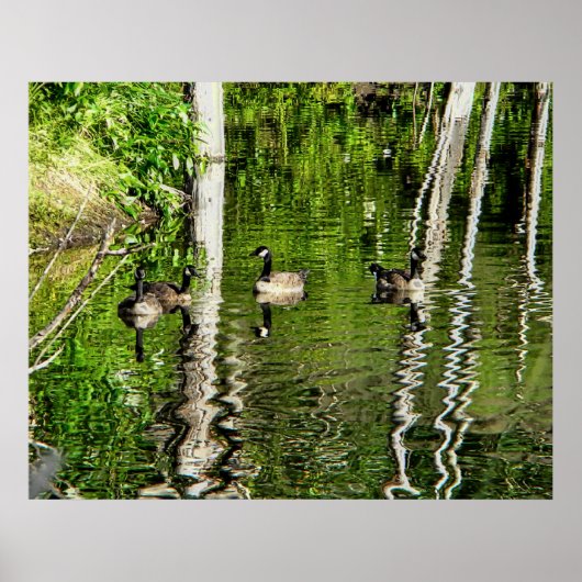 (Canada) Goose Green Poster (Voorkant)