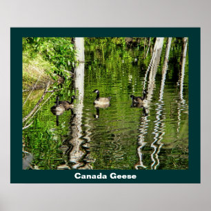 (Canada) Goose Green Poster