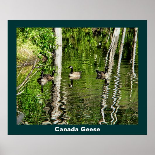 (Canada) Goose Green Poster (Voorkant)