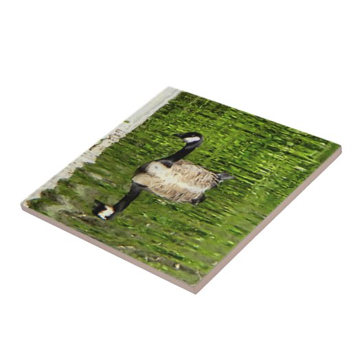(Canada) Goose Green Tegeltje (Zijkant)