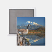 CANADA GOOSE IN DE HANDEL MAGNEET (Voorkant / Achterkant)