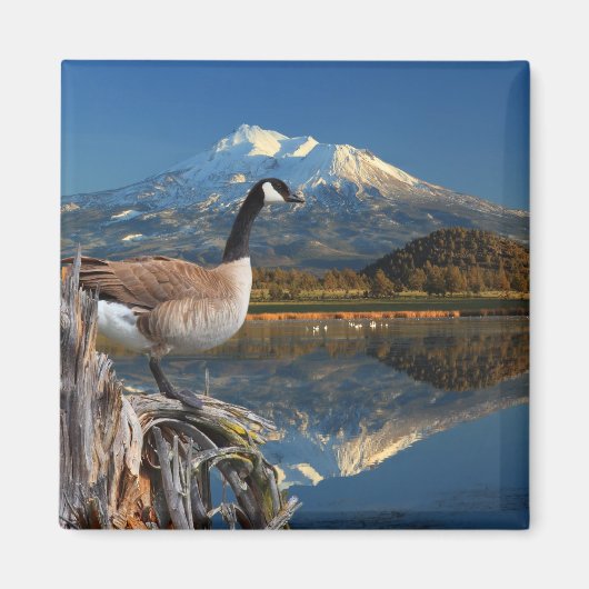 CANADA GOOSE IN DE HANDEL MAGNEET (Voorkant)