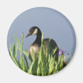 Canada Goose Irise Animal Art Magnet (Voorkant)