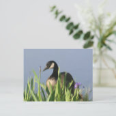 Canada Goose Irises Animal Art Briefkaart (Staand voorkant)