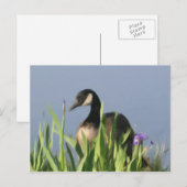 Canada Goose Irises Animal Art Briefkaart (Voorkant / Achterkant)