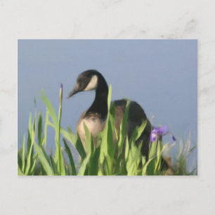 Canada Goose Irises Animal Art Briefkaart