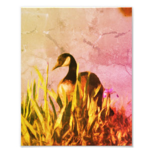 Canada Goose Irises Distressed Natuur Art 8x10 Foto Afdruk