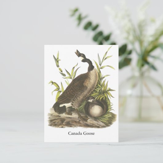 Canada Goose, John Audubon Briefkaart (Staand voorkant)
