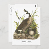 Canada Goose, John Audubon Briefkaart (Voorkant / Achterkant)