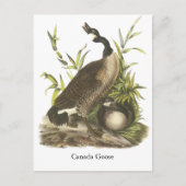Canada Goose, John Audubon Briefkaart (Voorkant)