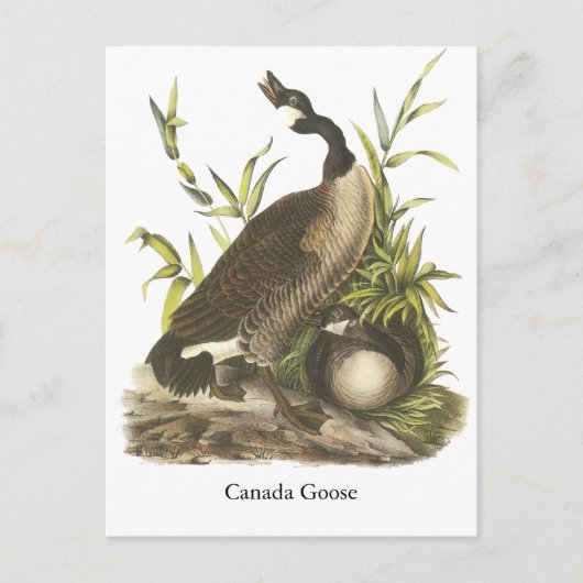 Canada Goose, John Audubon Briefkaart (Voorkant)