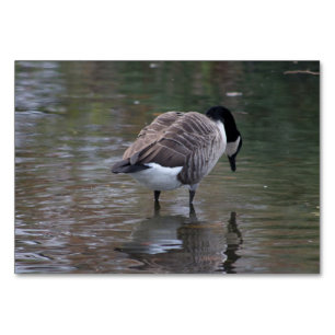Canada Goose Kaart
