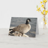 Canada Goose Kaart (Gele Bloem)
