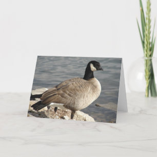 Canada Goose Kaart
