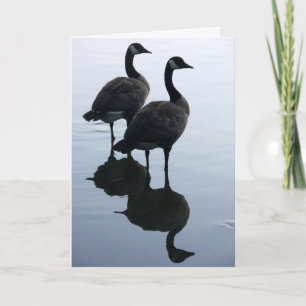 Canada Goose Kaarten Canada Gese Wenskaarten