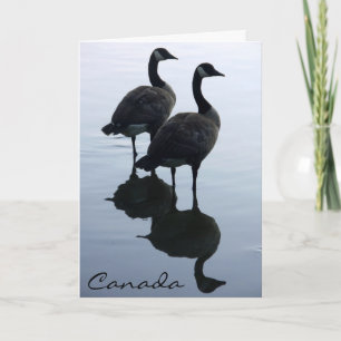 Canada Goose Kaarten Canada Gese Wenskaarten