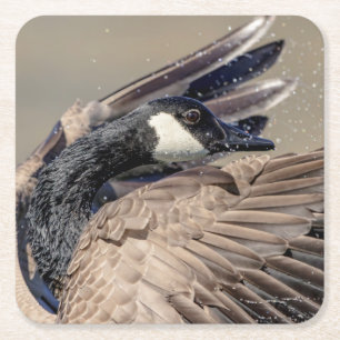 Canada Goose Kartonnen Onderzetters
