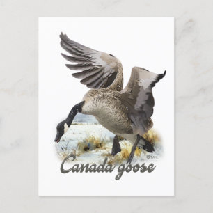 Canada Goose, Kunst Briefkaart