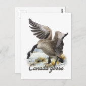 Canada Goose, Kunst Briefkaart (Voorkant / Achterkant)